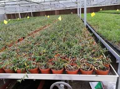 农村创业新思路！铁皮石斛助力致富致远，揭秘种植技巧与市场前景