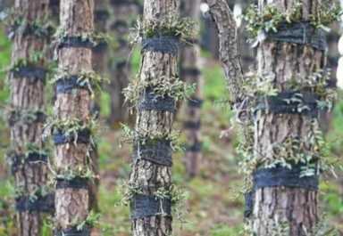 农村创业新思路！铁皮石斛助力致富致远，揭秘种植技巧与市场前景