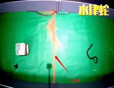 蛇的软肋是什么？真的不是雄黄粉，两场实验告诉你答案