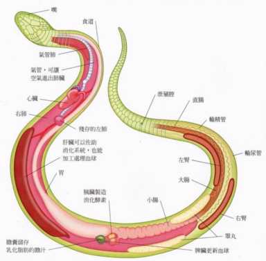 蛇的软肋是什么？真的不是雄黄粉，两场实验告诉你答案