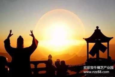 牛樟芝功效与作用，牛樟芝什么人不能吃