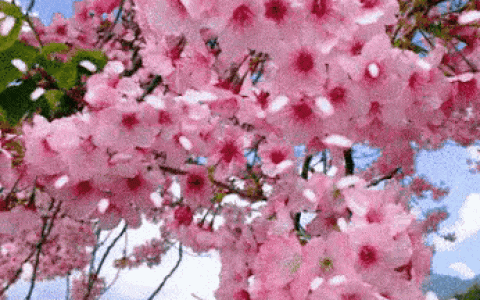 会动的桌面壁纸，手机动态壁纸花鸟