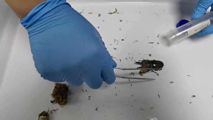 黄金鬼锹,黄金鬼锹甲虫的特征插图1 黄金鬼锹,黄金鬼锹甲虫的特征