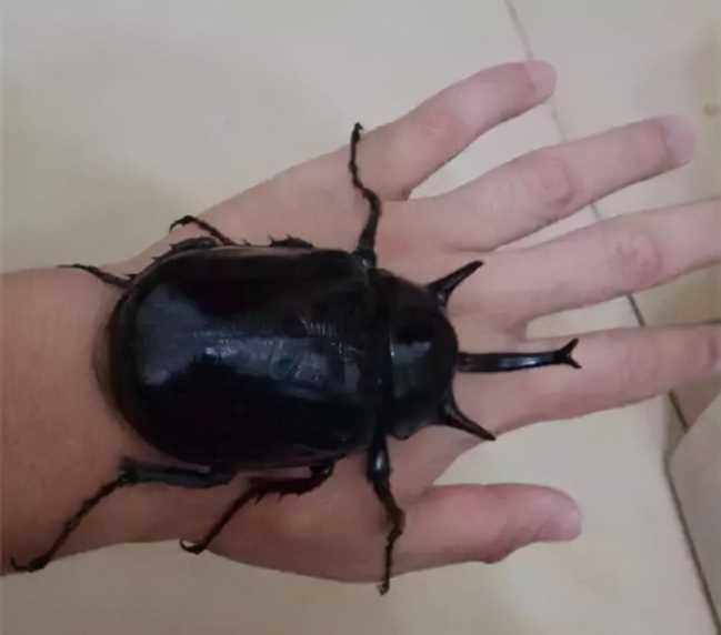 黄金鬼锹,黄金鬼锹甲虫的特征插图7 黄金鬼锹,黄金鬼锹甲虫的特征