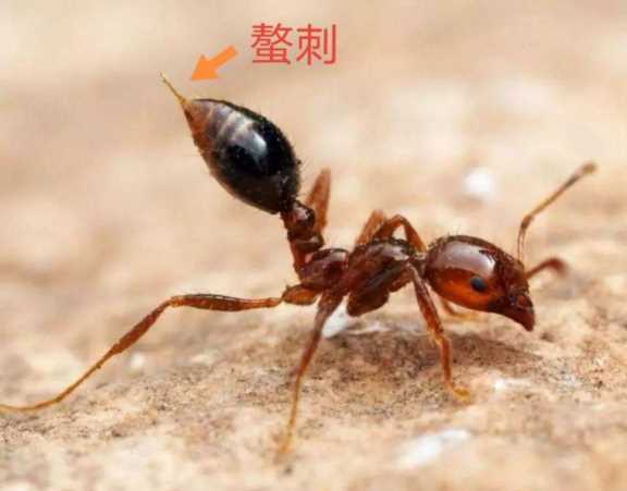 黄金鬼锹,黄金鬼锹甲虫的特征插图11 黄金鬼锹,黄金鬼锹甲虫的特征