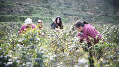 这里是余庆 | 喝小叶苦丁 悟甘苦人生