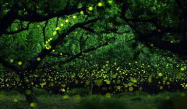 绍兴最近的周边萤火虫观赏地方，什么时候是湘湖萤火虫的最佳观赏季节