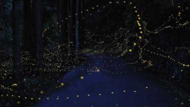 绍兴最近的周边萤火虫观赏地方，什么时候是湘湖萤火虫的最佳观赏季节