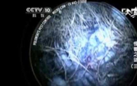 大真探怪兽之谜5 这个游戏中有哪些谜题需要解决