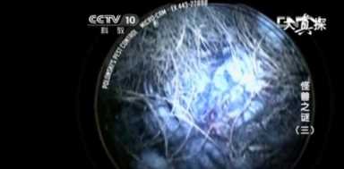 大真探怪兽之谜5 这个游戏中有哪些谜题需要解决