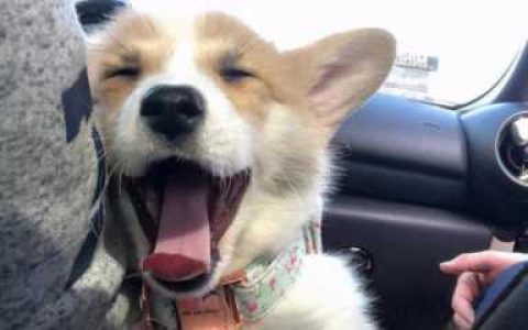 如何让狗狗健康健康成长和更好地生活，狗狗的平均寿命大约是多少年