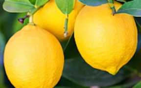 柠檬美容护肤小窍门，柠檬化妆品产品