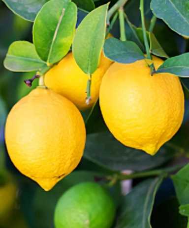 植物化妆品原料-柠檬