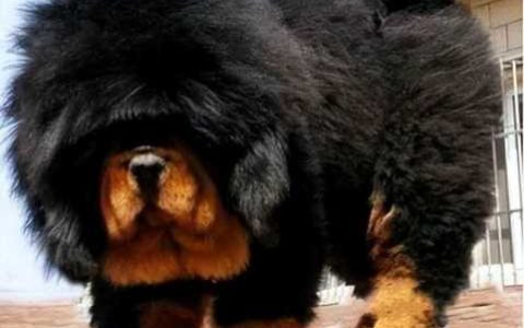 纯种藏獒幼犬价格，藏獒犬价格多少钱一只