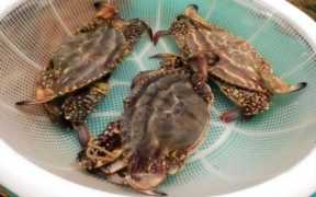 海蟹怎么保存,活海蟹的最佳保存方法