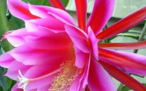 昙花的功效与药用价值，昙花能治病吗怎么养