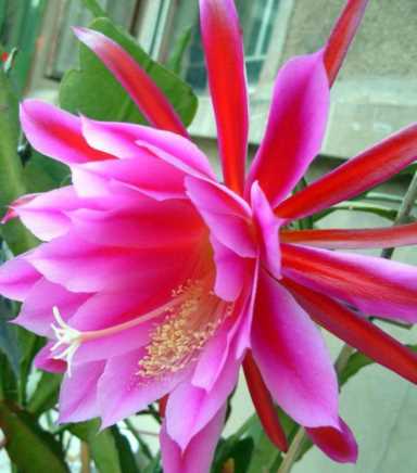 昙花可以治病还有一个美丽的传说