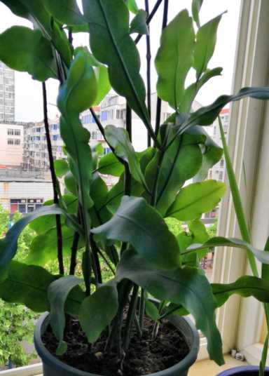 昙花可以治病还有一个美丽的传说