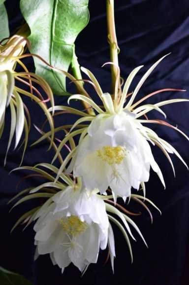 昙花可以治病还有一个美丽的传说