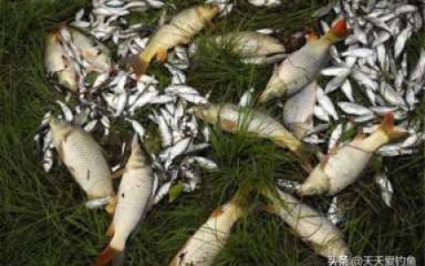 零之轨迹钓鱼，零之轨迹钓鱼比赛