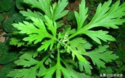 学习艾灸，艾有什么作用和效果