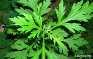 读过这篇基础常识文，才算真正开始学习艾灸