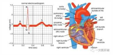 心电图九九八十一难之二爱因托芬三角和肢体导联
