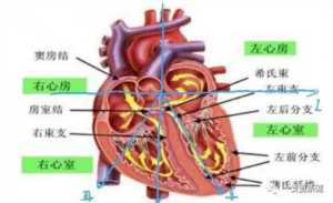 心电图九九八十一难之二爱因托芬三角和肢体导联