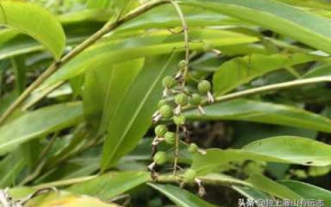 砂仁的功效与作用及食用方法,砂仁是做什么的调料
