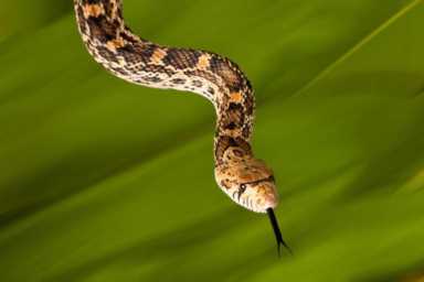 被滥用的蛇胆川贝液，医生说它并非万能止咳药，这篇科普懂了