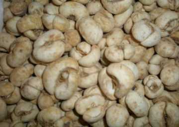 被滥用的蛇胆川贝液，医生说它并非万能止咳药，这篇科普懂了