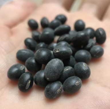 买黑豆时，青仁黄仁有啥区别？买哪种好？不懂快看看，不要买错了