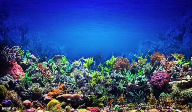 珊瑚呈现多种颜色的原因,珊瑚的颜色由什么决定