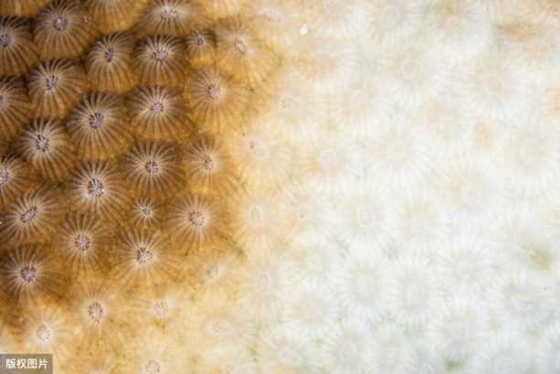 珊瑚呈现多种颜色的原因,珊瑚的颜色由什么决定