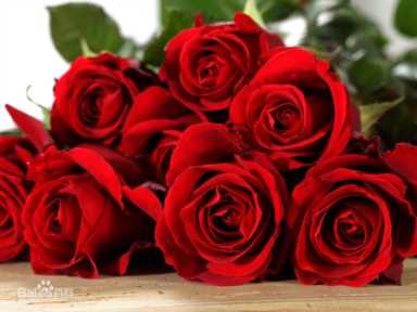 玫瑰花的寓意和花语,玫瑰不仅仅代表爱情插图1 玫瑰不仅代表爱情,也曾染上鲜血引发战争