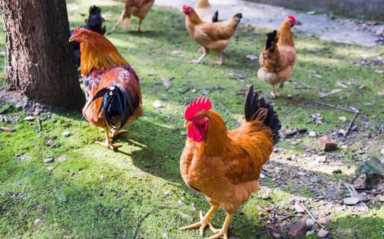 你知道吗？有特色的种植业才能赚大钱，5个农村优质的创业项目