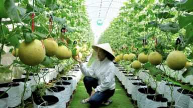 你知道吗？有特色的种植业才能赚大钱，5个农村优质的创业项目