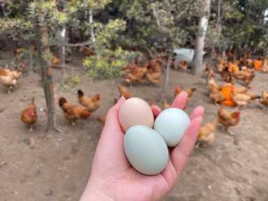 你知道吗？有特色的种植业才能赚大钱，5个农村优质的创业项目