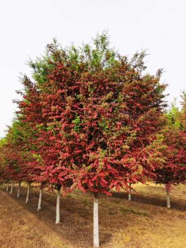 你知道吗？有特色的种植业才能赚大钱，5个农村优质的创业项目