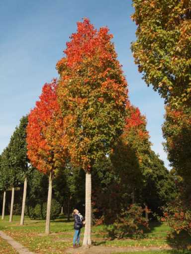 你知道吗？有特色的种植业才能赚大钱，5个农村优质的创业项目