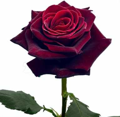 你知道吗？有特色的种植业才能赚大钱，5个农村优质的创业项目