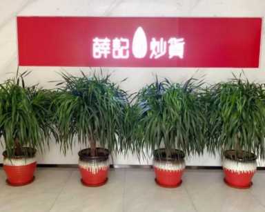 薛记炒货加盟电话,薛记炒货如何加盟插图1 用良心做匠品,用合伙人做匠人,薛记炒货参访学习记实