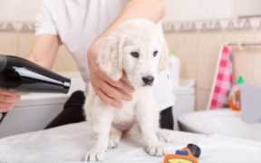 宠物美容师证报考条件,宠物美容师c级证怎么考