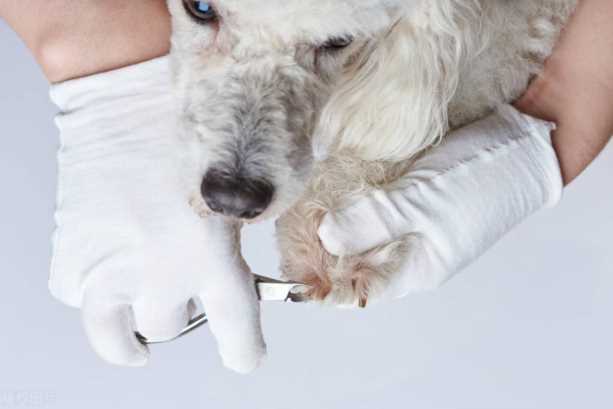 宠物美容师证报考条件,宠物美容师c级证怎么考插图3 宠物美容师证报考条件,宠物美容师c级证怎么考