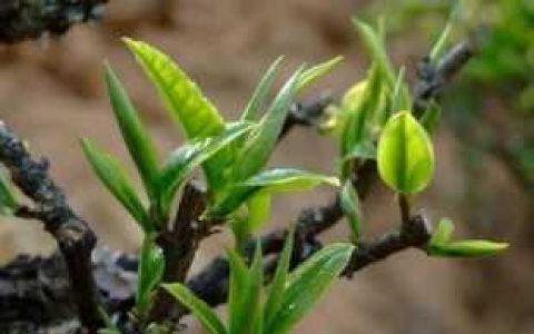 普洱生茶和熟茶的区别,熟茶和生茶哪个好