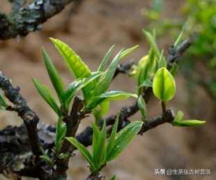 「干货」一分钟教你看懂普洱生茶和熟茶的区别！收藏备用