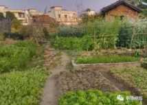 未来农村比较赚钱的小生意，一般人看不上，收入却很高