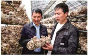 香菇棚出菇的最佳温度，香菇大棚搭建的标准