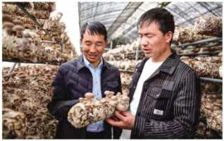 香菇棚出菇的最佳温度,香菇大棚搭建的标准插图1 香菇“状元兄弟”成长记