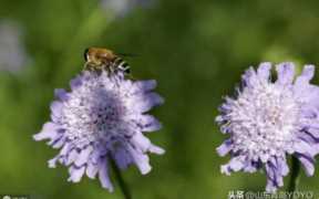 花店加盟还是自己开,初次开花店要注意哪些方面